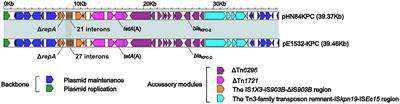 First report of coexistence of blaKPC-2-, blaNDM-1- and mcr-9-carrying plasmids in a clinical carbapenem-resistant Enterobacter hormaechei isolate